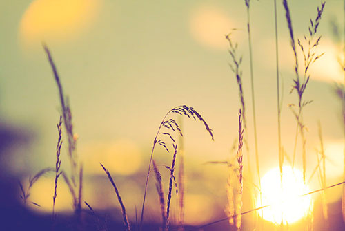Sommer